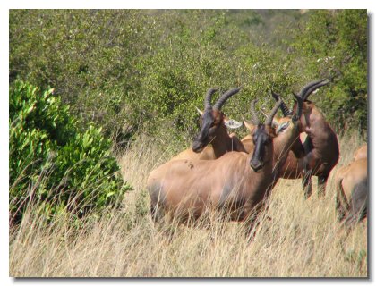 KE 160 - Masai Mara Tobi